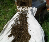 Basics of Beekeeping - flier 2022.pdf