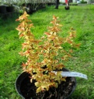 Shrubs