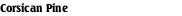 Corsican Pine