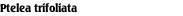 Ptelea trifoliata