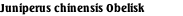 Juniperus chinensis Obelisk