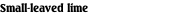 Small-leaved lime