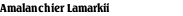 Amalanchier Lamarkii