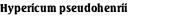Hypericum pseudohenrii