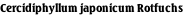 Cercidiphyllum japonicum Rotfuchs