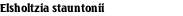 Elsholtzia stauntonii