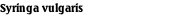 Syringa vulgaris