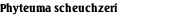 Phyteuma scheuchzeri