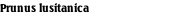 Prunus lusitanica