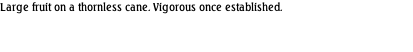 Large fruit on a thornless cane. Vigorous once established.