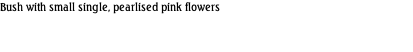 Bush with small single, pearlised pink flowers