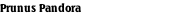 Prunus Pandora