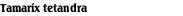 Tamarix tetandra