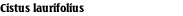 Cistus laurifolius