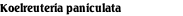 Koelreuteria paniculata