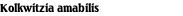 Kolkwitzia amabilis
