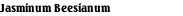 Jasminum Beesianum