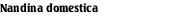 Nandina domestica