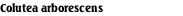 Colutea arborescens
