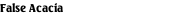 False Acacia