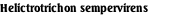 Helictrotrichon sempervirens