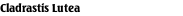 Cladrastis Lutea