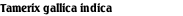 Tamerix gallica indica