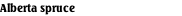 Alberta spruce