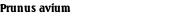 Prunus avium
