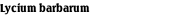 Lycium barbarum