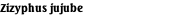 Zizyphus jujube