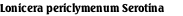 Lonicera periclymenum Serotina