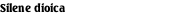 Silene dioica