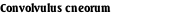 Convolvulus cneorum