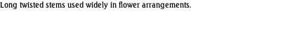 Long twisted stems used widely in flower arrangements.