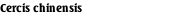 Cercis chinensis