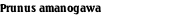 Prunus amanogawa