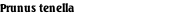 Prunus tenella