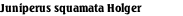 Juniperus squamata Holger