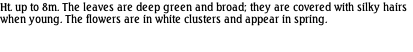 Ht. up to 8m. The leaves are deep green and broad; they are covered with silky hairs when young. The flowers are in white clusters and appear in spring.