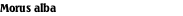 Morus alba