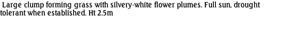Large clump forming grass with silvery-white flower plumes. Full sun, drought tolerant when established. Ht 2.5m