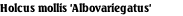 Holcus mollis 'Albovariegatus'