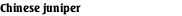 Chinese juniper