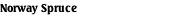 Norway Spruce