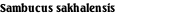 Sambucus sakhalensis