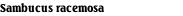 Sambucus racemosa