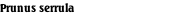 Prunus serrula