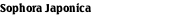 Sophora Japonica