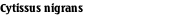 Cytissus nigrans